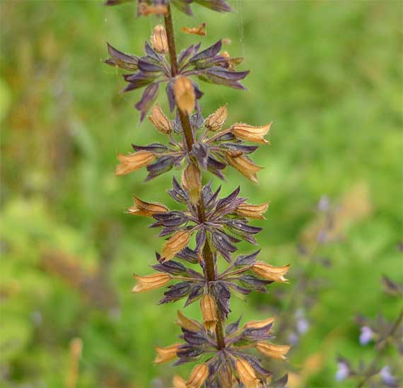 Salvia tilifolia