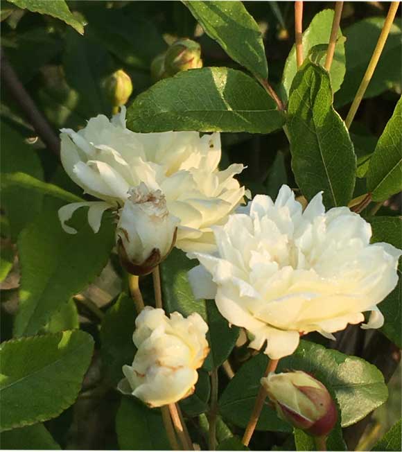 白花モッコウバラ