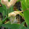 開化を終えた花。これだけを食べてくれるのなら良いのだが・・・