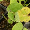 その様子から、ハマキムシとも呼ばれる