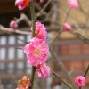 redplum